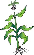 Image of corn stalk